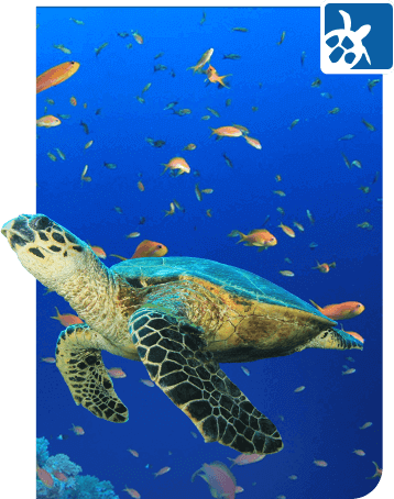 Turtle Encounters