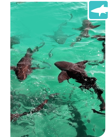 Aquatic Adventures