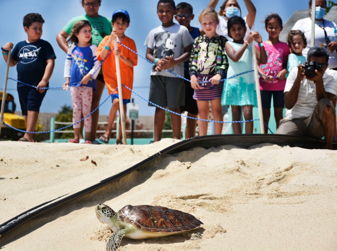 Camp Shellby turtle release