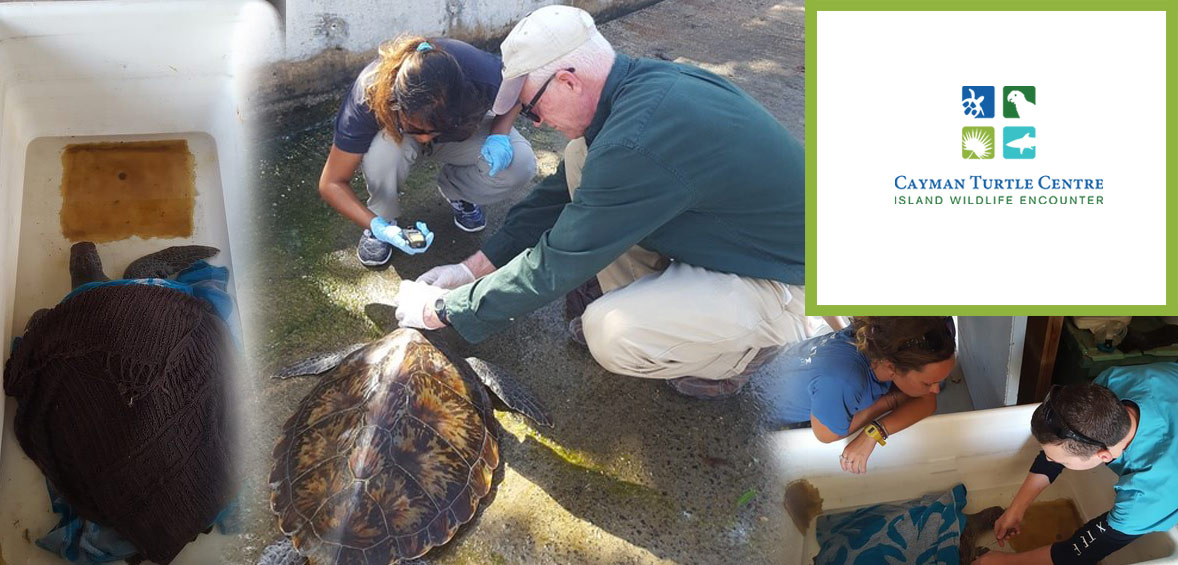 Walter and Navi - Our Team Members Who Helped Rescue the Sick Turtle