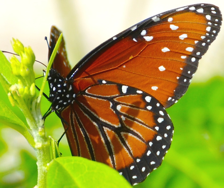 Welcome to our Butterfly House