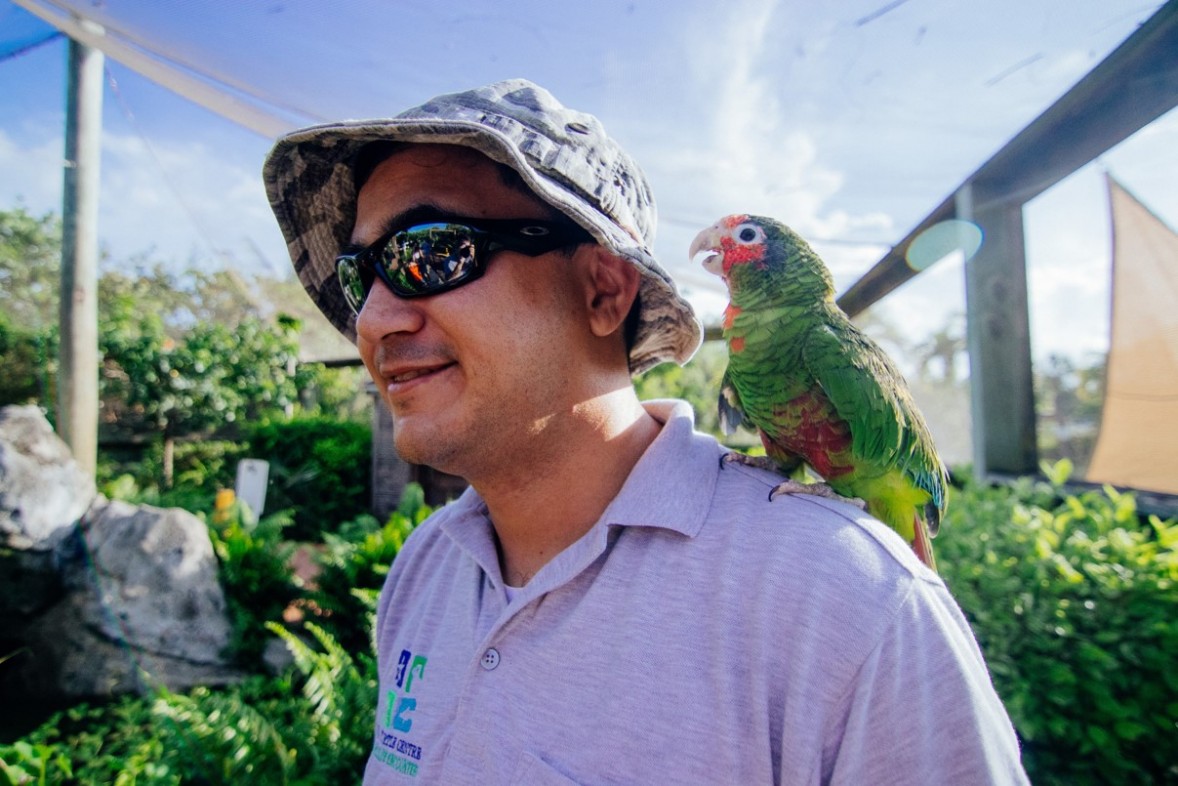 Meet our resident Cayman Parrots
