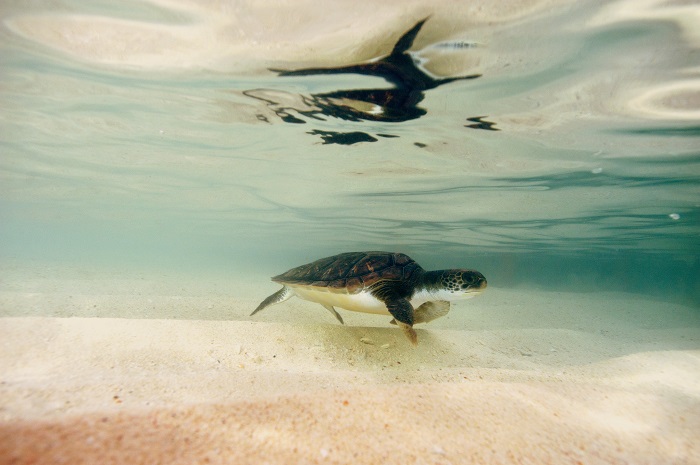 New research shows Turtle Centre’s release programme is working