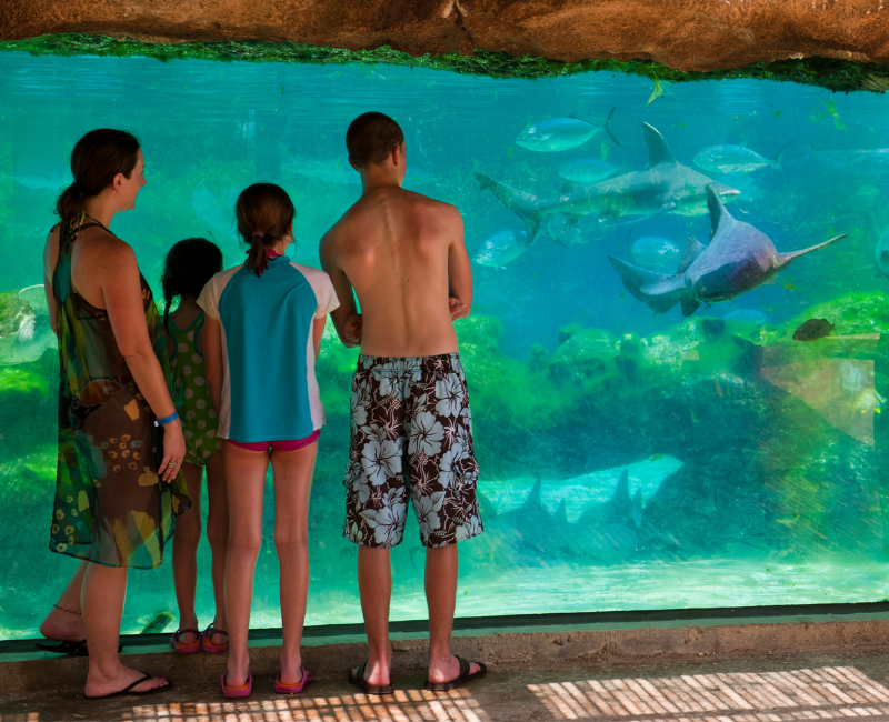 Let’s Talk Sharks