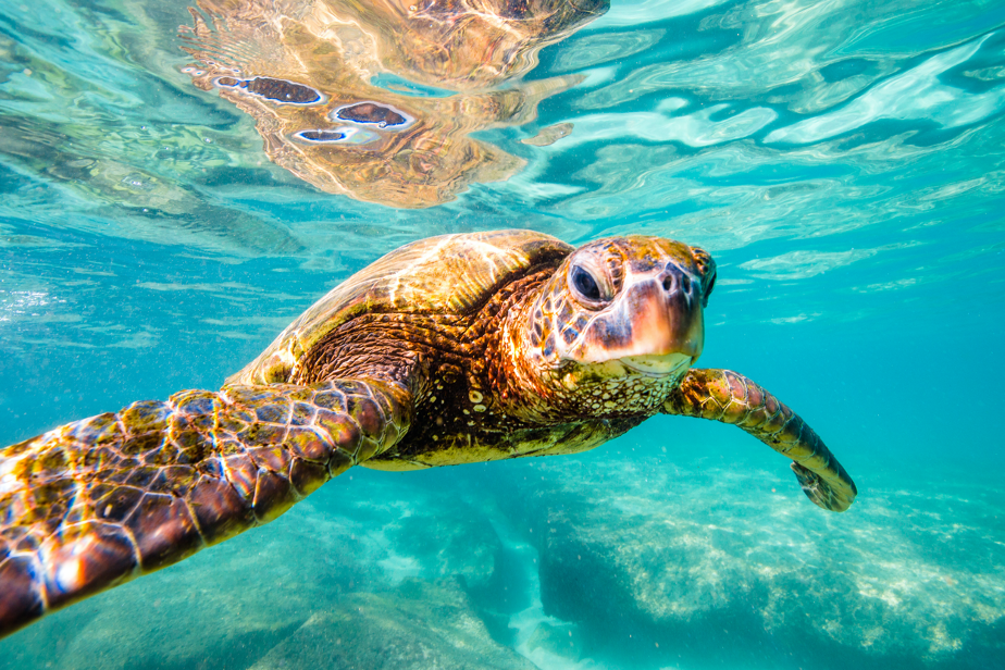 5 Ways You Can Help Save Sea Turtles