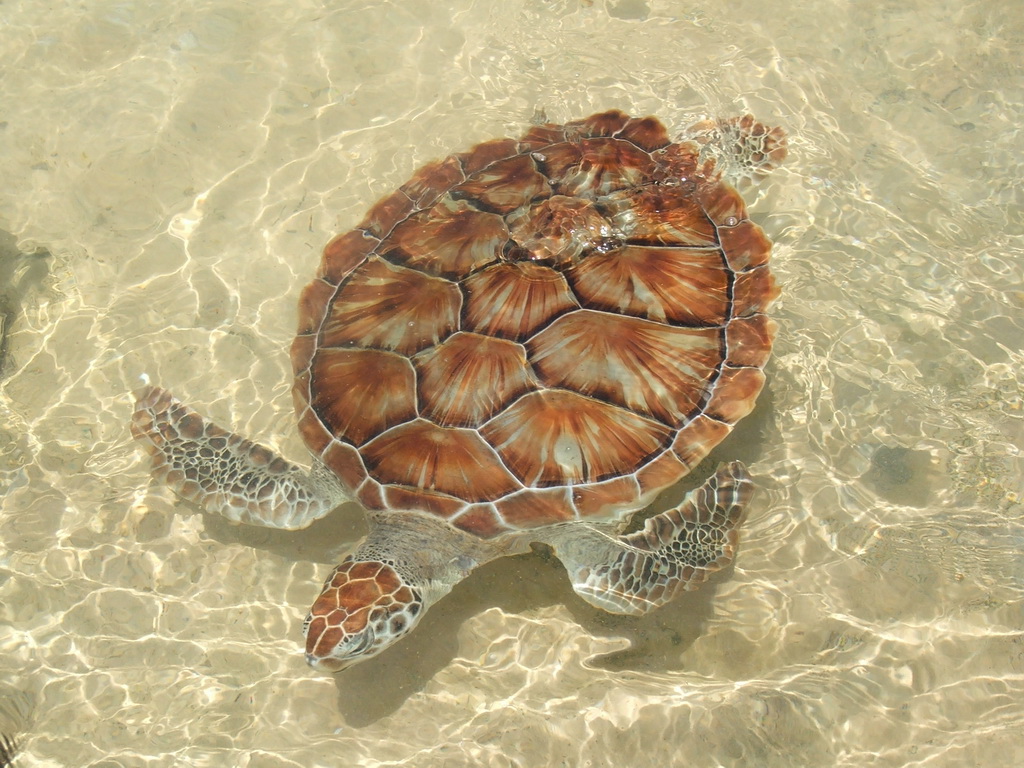 How many came home? The story of how Cayman Turtle Centre saved the Green sea turtle