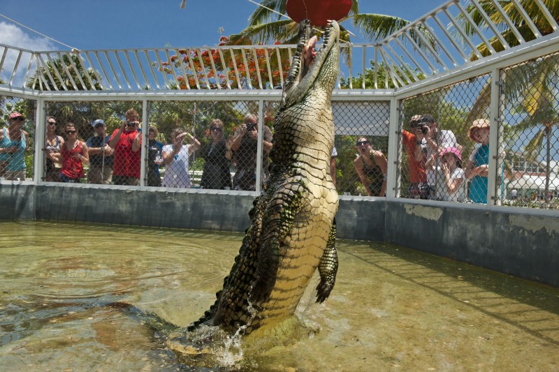 World Crocodile Day at Cayman Turtle Centre