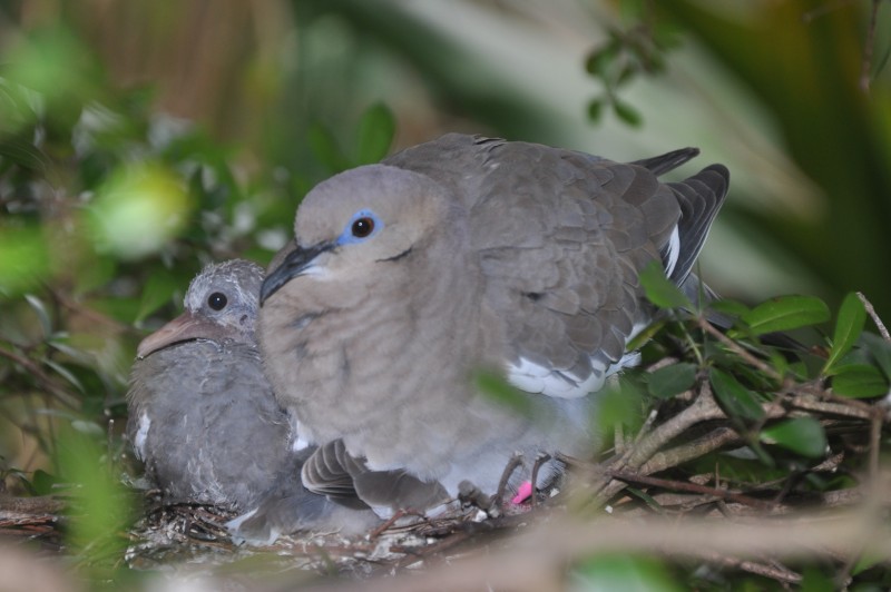 Bird Nesting Season Advice from our Terrestrial Programmes Team