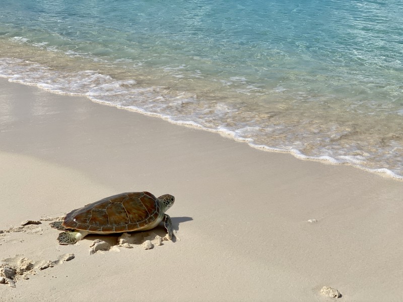 World Animal Day Turtle Release