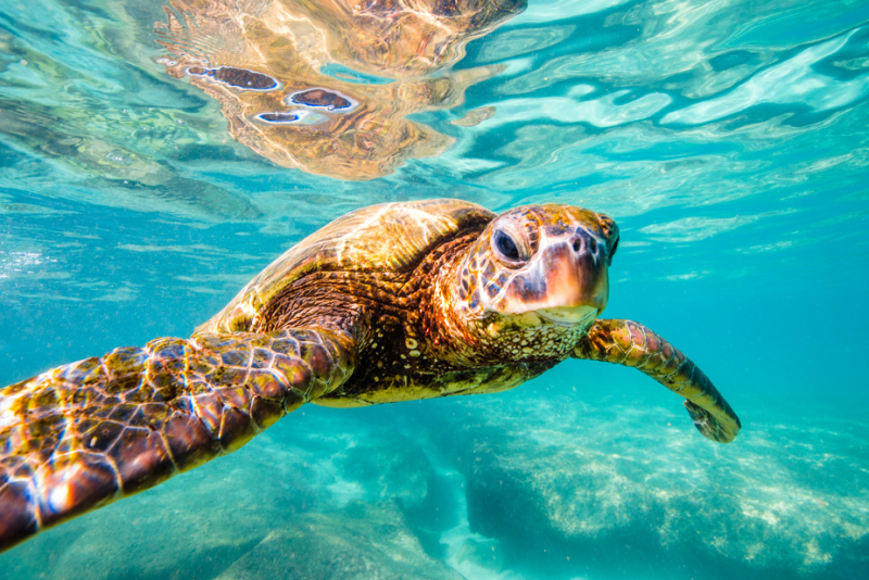 5 Ways You Can Help Save Sea Turtles