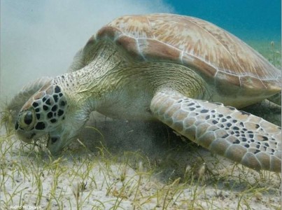 Turlte Underwater