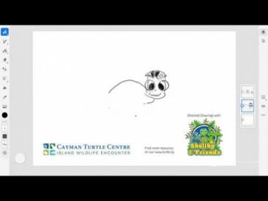 Directed Drawing Series by Cayman Turtle Centre - Baby Turtle
