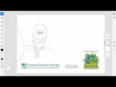 Directed Drawing Series by Cayman Turtle Centre - Parrot Part - 1