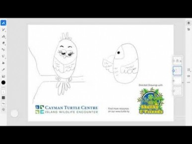 Directed Drawing Series by Cayman Turtle Centre - Parrot Part - 2