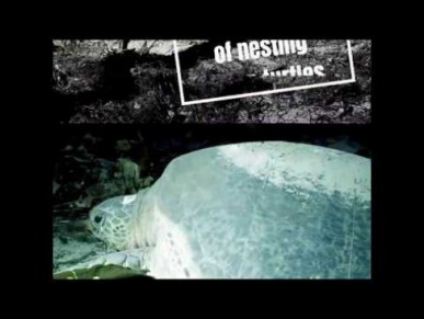 Fun Fact about Green Sea Turtle - 1