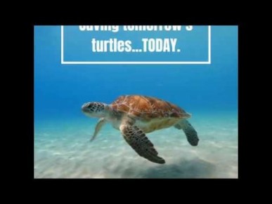 Fun Fact about Green Sea Turtle - 2