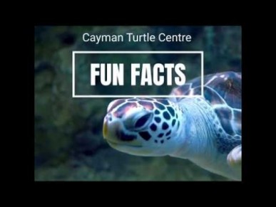Fun Fact about Green Sea Turtle - 3