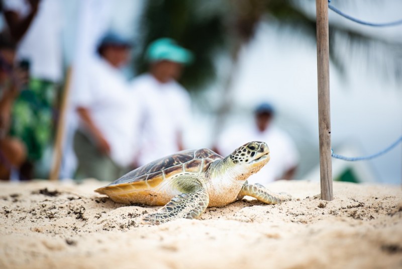 Cayman Turtle Centre announces close of a very successful captive breeding season
