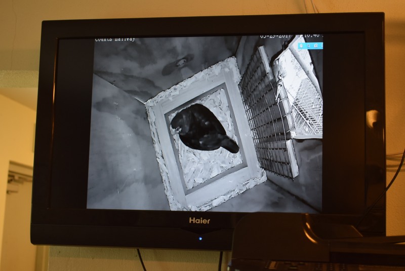 CTC’s Captive Breeding Programme – three new parrot eggs!