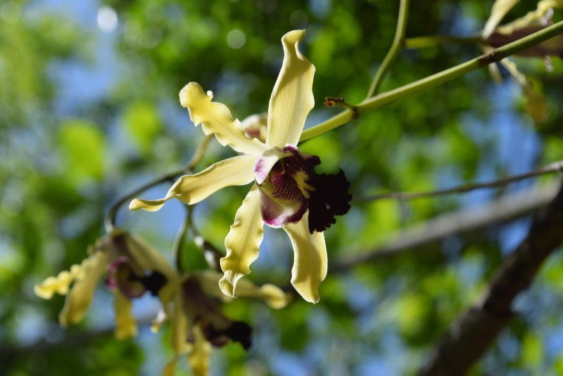 Banana Orchid in Bloom!