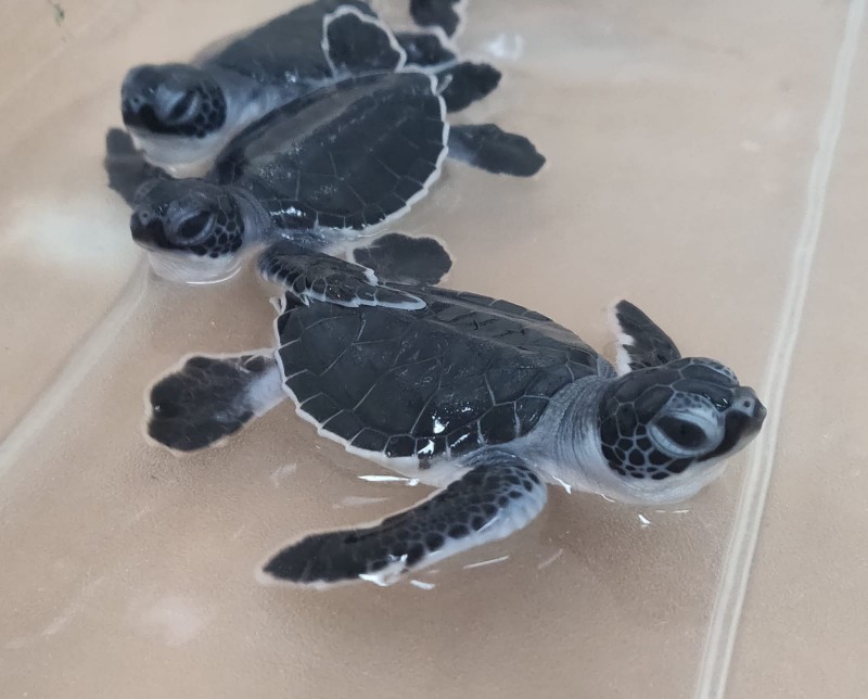 Earth Day at Cayman Turtle Centre Welcomes Seasons First Hatchlings