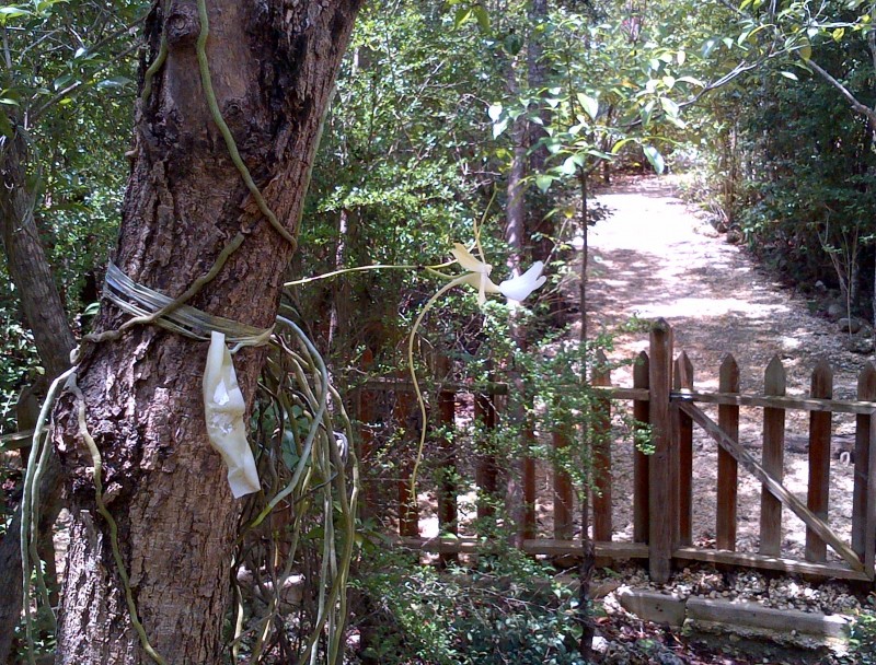 Orchids on the Nature Trail