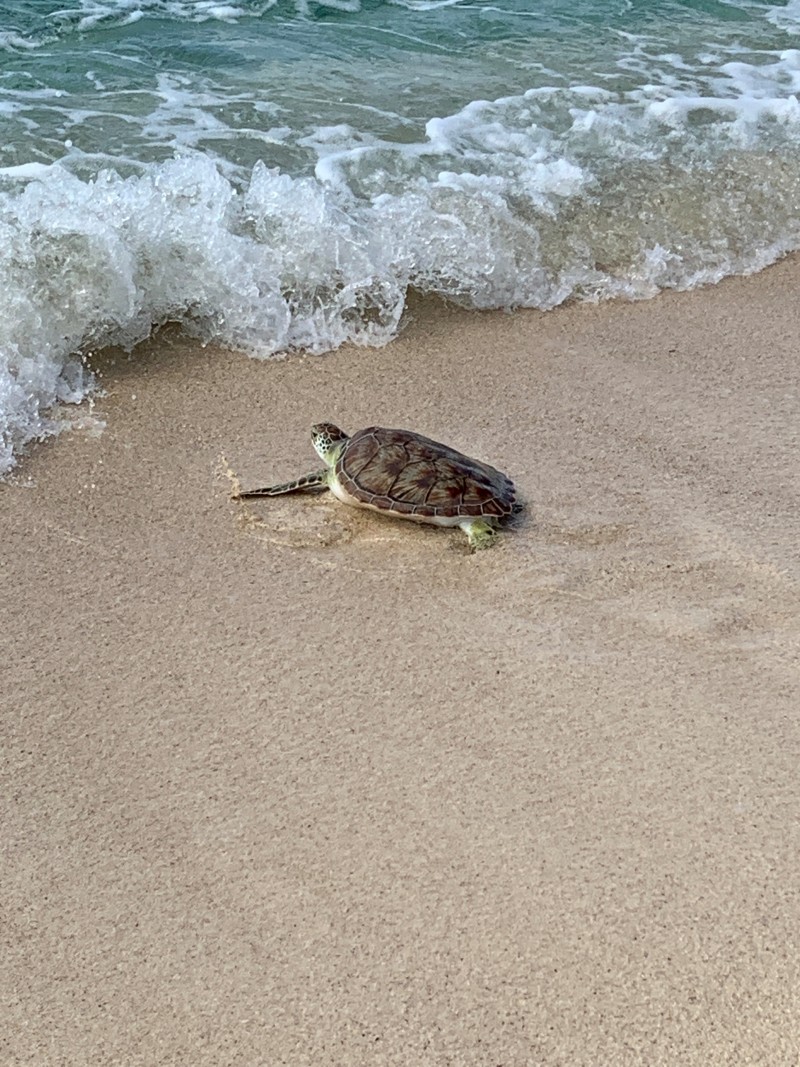 Cayman Turtle Centre announces two release dates to mark World Sea Turtle Day