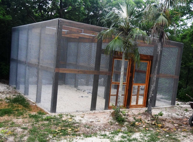 Big news from CTC’s Caribbean Free Flight Aviary