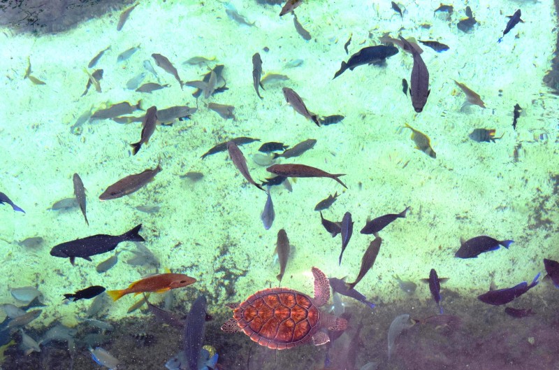 Fish, Fish, and More Fish...