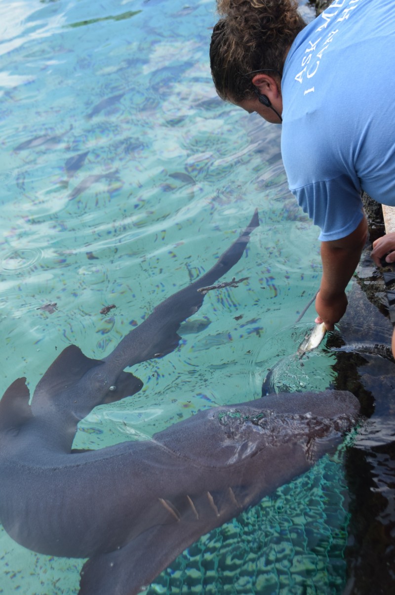 Shark Talk is Back!