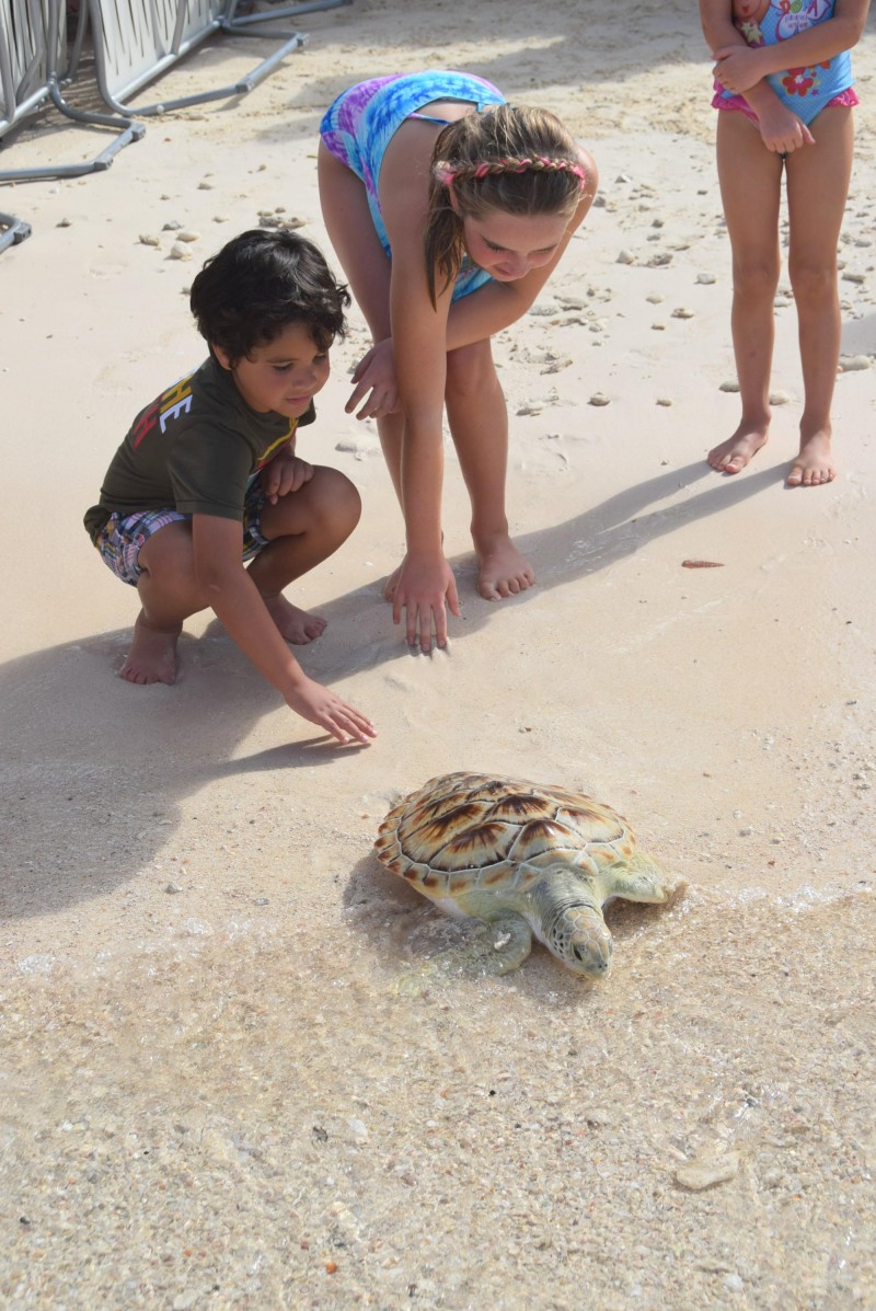 Turtle release at the Marriott