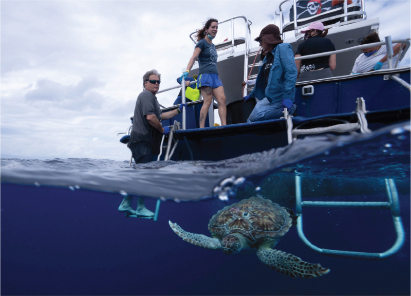 Research project explores sea turtles’ ‘lost years’