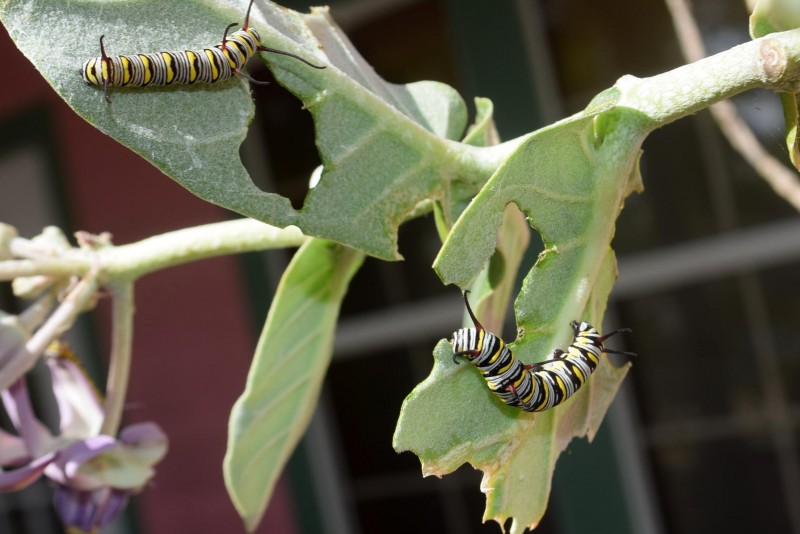 Butterfly garden makeover