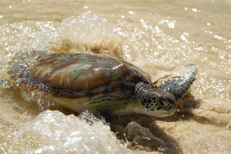 New turtle nesting numbers confirm continuing success of Cayman Turtle Centre’s release programme