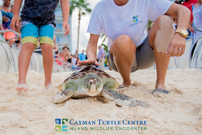 New research shows Turtle Centre’s release programme is working