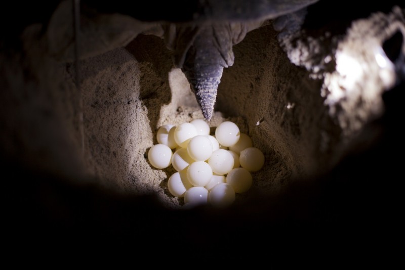 First Turtle Nest of the Season at Cayman Turtle Centre