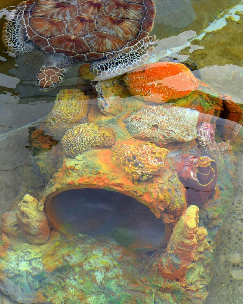 New ‘coral caves’ – CTC’s ongoing commitment to animal health and happiness