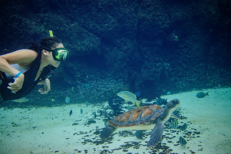 Adventure Ture_Swimming_in_the_Turtle_Lagoon.jpg
