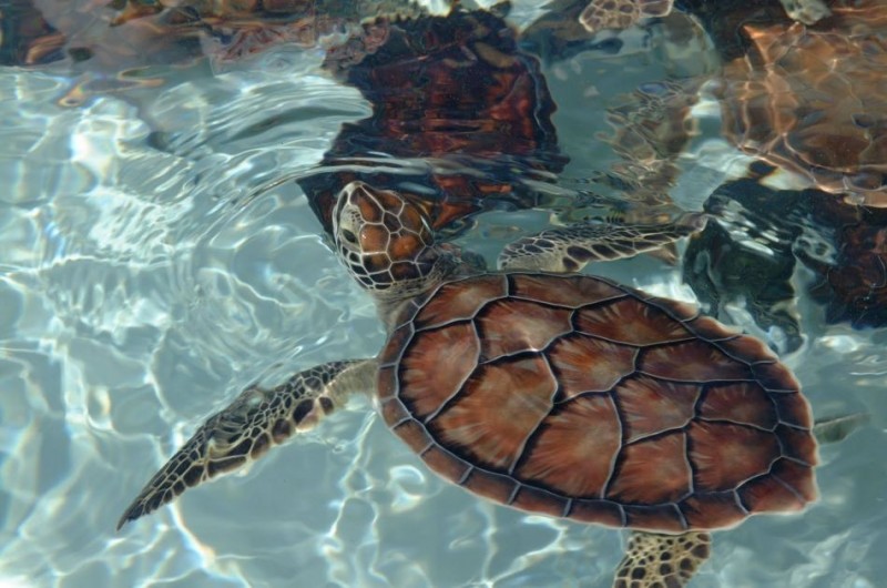 Turtle Video