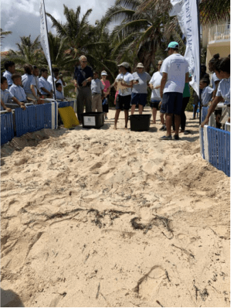 Turtles Released by School Students - Image 2