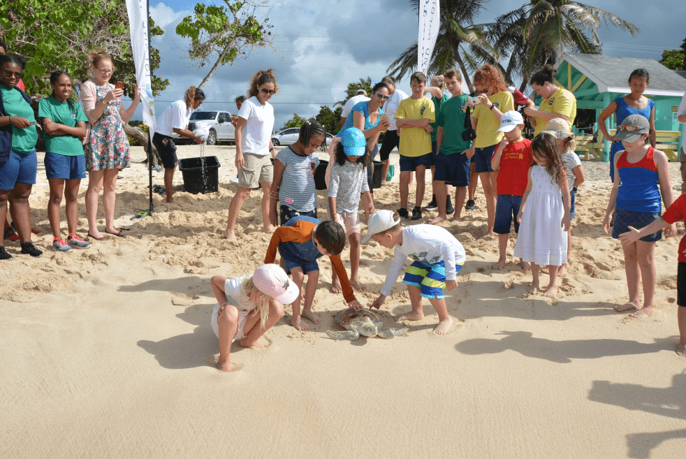 Turtles Released by School Students - Image 3