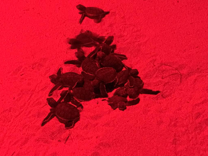 Mass hatchling emergence Mass hatchling emergence