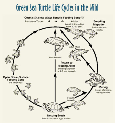 Green sea turtle life cycle