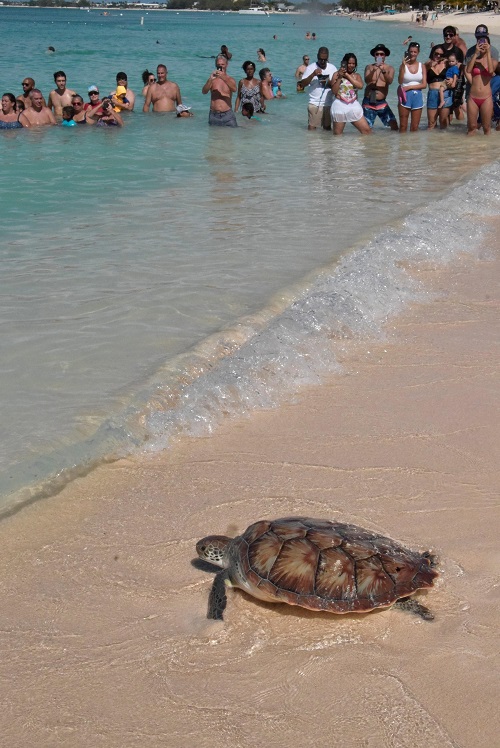 release of head-started Green turtle cayman islands