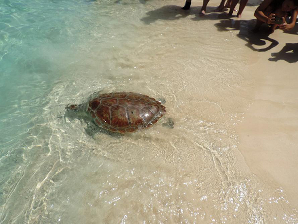 Released green turtle swimming into the sea Released green turtle swimming into the sea