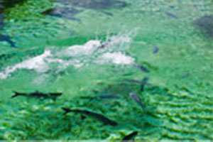 Shark feeding in Turtle Park
