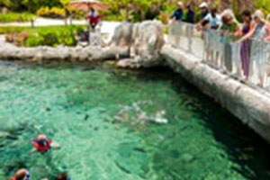 Tourists feeding the shark
