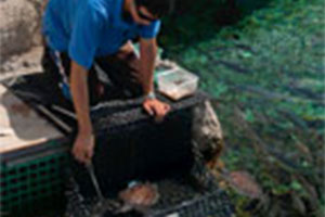 Feeding the Turtles